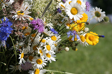 Image showing Field Flowers