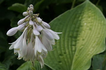 Image showing Flower