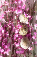 Image showing Spring Twig with pink blossoms