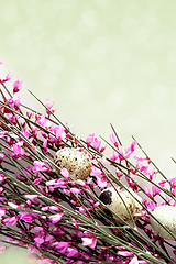 Image showing Spring Twig with pink blossoms