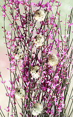 Image showing Spring Twig with pink blossoms