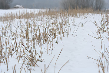 Image showing Stubbles