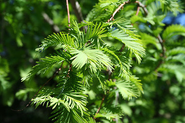 Image showing Chinese Redwood