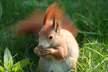 Image showing male squirrel