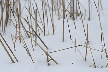 Image showing Stubbles