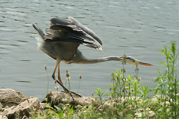 Image showing Grey heron hunting