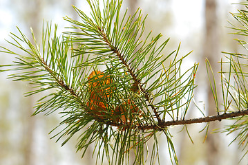 Image showing pine