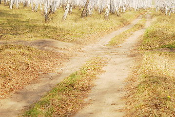 Image showing birch forest