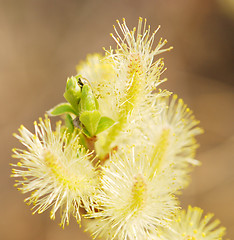 Image showing willow