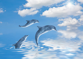 Image showing Dolphins