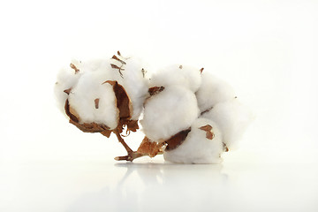 Image showing Cotton