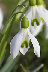 Image showing Snowdrop