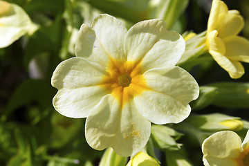 Image showing Cowslip Bloom