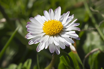 Image showing Daisy