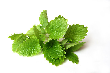 Image showing Lemon Balm