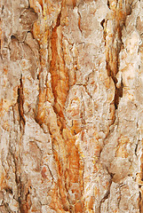 Image showing bark