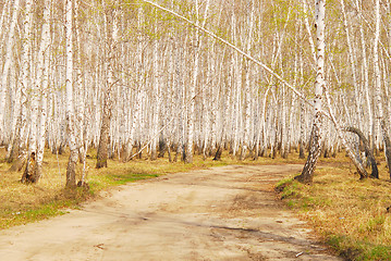 Image showing birch forest