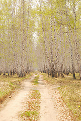 Image showing birch forest