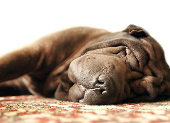 Image showing Sleeping Shar Pei