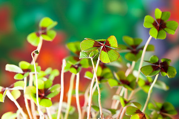 Image showing Four - Leaved Clover