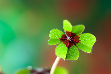 Image showing Four - Leaved Clover