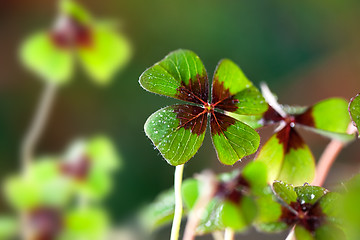 Image showing Four - Leaved Clover