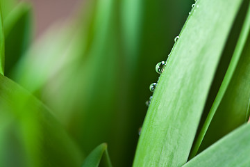 Image showing Dew Drop on Green Leaf