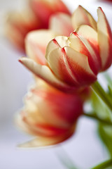 Image showing Red and White Tulips