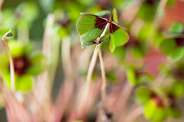 Image showing Four - Leaved Clover