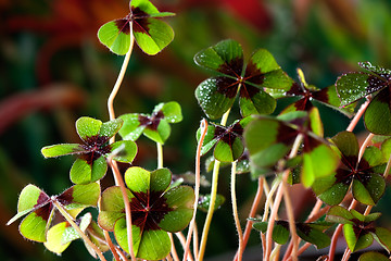 Image showing Four - Leaved Clover