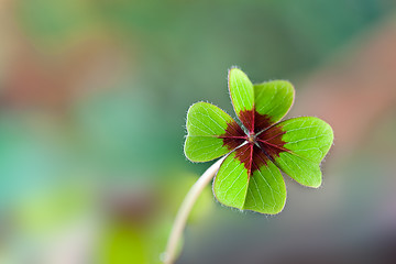 Image showing Four - Leaved Clover