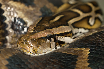 Image showing Diamond Python Morelia spilota