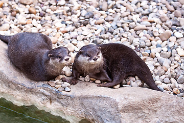 Image showing Oriental Small-clawed Otter (Aonyx cinerea)