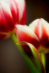 Image showing Red and White Tulips