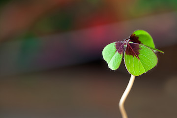 Image showing Four - Leaved Clover