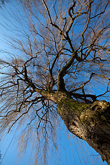 Image showing Tree in Winter