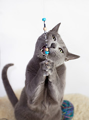 Image showing Portrait of a Russian Blue Cat Playing