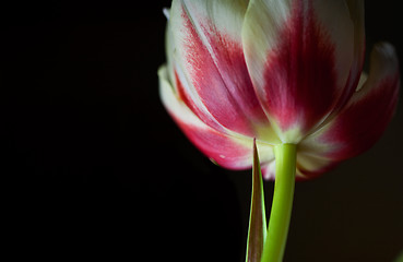 Image showing Red and White Tulips