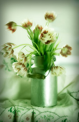 Image showing Tulips in old Milk Can