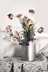 Image showing Tulips in old Milk Can