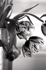 Image showing Tulips in old Milk Can