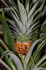 Image showing Pineapple, Ananas comosus