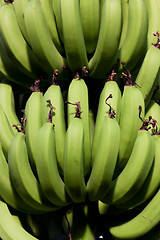 Image showing Large Banana Bunch