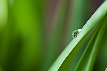 Image showing Dew Drop on Green Leaf