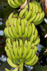 Image showing Large Banana Bunch