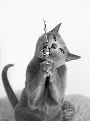 Image showing Portrait of a Russian Blue Cat