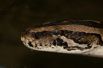 Image showing Diamond Python Morelia spilota