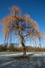 Image showing Tree in Winter