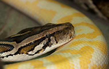 Image showing Diamond Python Morelia spilota