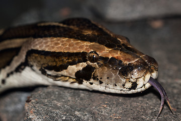 Image showing Diamond Python Morelia spilota